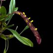 Bulbophyllum falcatum parafán (Inplanted)