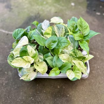   Epipremnum a. 'Manjula' & 'Manjula Variegata' (6 pcs)