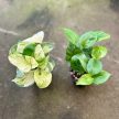 Epipremnum a. 'Manjula' & 'Manjula Variegata' (6 pcs)