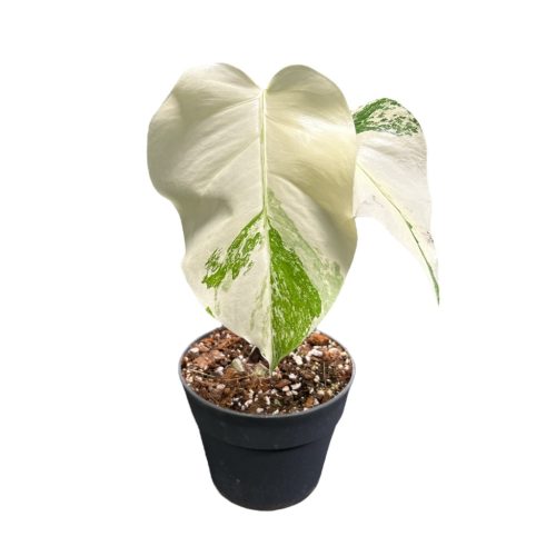 Monstera deliciosa 'Variegata' (extra white)