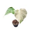 Monstera deliciosa 'Variegata' (extra fehér)