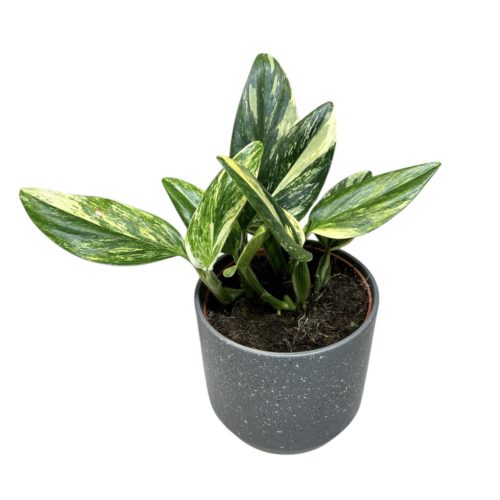 Monstera standleyana 'Aurea'