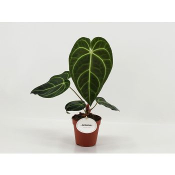 Anthurium regale