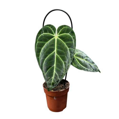 Anthurium regale (leértékelt)