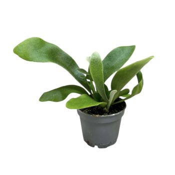 Platycerium bifurcatum mini