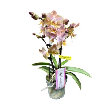 Phalaenopsis 'Aromio Honey' illatos lepkeorchidea