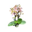 Phalaenopsis 'Aromio Honey' illatos lepkeorchidea
