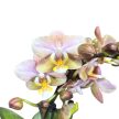 Phalaenopsis 'Aromio Honey' illatos lepkeorchidea