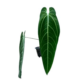   Anthurium warocqueanum XXL (Inplanted) SZEMÉLYES ÁTVÉTELLEL