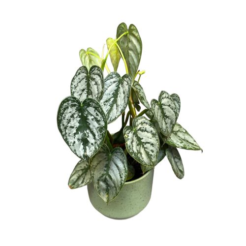 Philodendron brandtianum