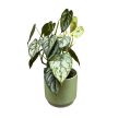 Philodendron brandtianum (Inplanted)