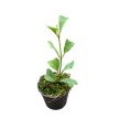 Hoya manipurensis (Inplanted)