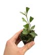 Hoya manipurensis (Inplanted)