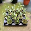 Hoya manipurensis (Inplanted)