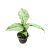Dieffenbachia maculata 'Tropical Tiki' (mini)