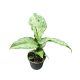 Dieffenbachia maculata 'Tropical Tiki' (mini)