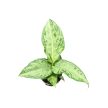 Dieffenbachia maculata 'Tropical Tiki' (mini)