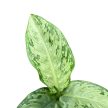 Dieffenbachia maculata 'Tropical Tiki' (mini)