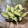 Dieffenbachia maculata 'Tropical Tiki' (mini)