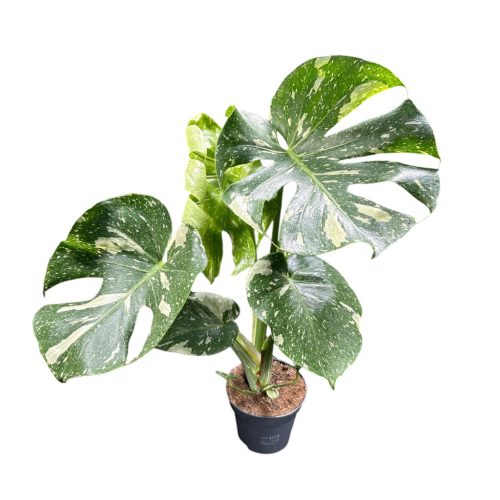 Monstera deliciosa 'Thai Constellation' (XL)
