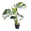 Monstera deliciosa 'Thai Constellation' (XL)