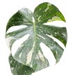 Monstera deliciosa 'Thai Constellation' (XL)