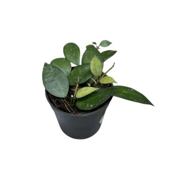 Hoya krohniana (Inplanted)