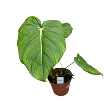 Philodendron pastazanum