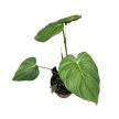 Philodendron pastazanum