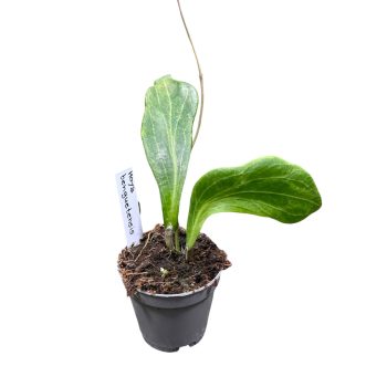 Hoya benguetensis (Inplanted)