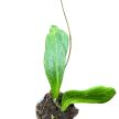 Hoya benguetensis (Inplanted)