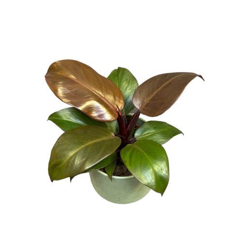 Philodendron 'Sunlight' (leértékelt)