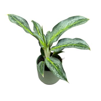 Aglaonema 'Emerald Stone'