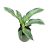 Aglaonema 'Emerald Stone'