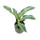 Aglaonema 'Emerald Stone'