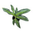 Aglaonema 'Emerald Stone'
