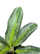 Aglaonema 'Emerald Stone'