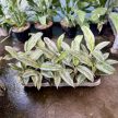 Aglaonema 'Emerald Stone'