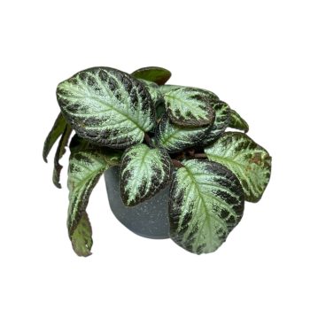 Episcia 'Silver Shield'