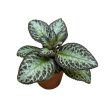 Episcia 'Silver Shield'