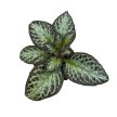 Episcia 'Silver Shield'