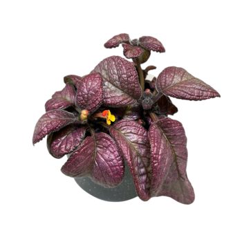 Episcia 'Temptation'