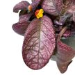 Episcia 'Temptation'