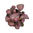 Episcia 'Temptation'