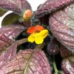 Episcia 'Temptation'
