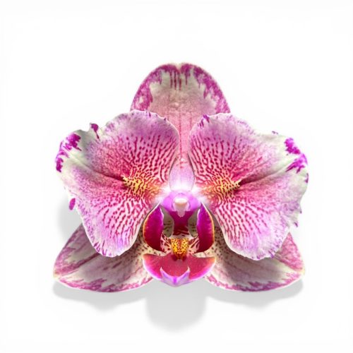 Phalaenopsis 'Pirate Picotee' >pelóriás<