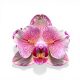 Phalaenopsis 'Pirate Picotee' >pelóriás<