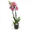 Phalaenopsis 'Pirate Picotee' >pelóriás<
