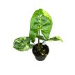 Syngonium podophyllum 'Panda' mini (Inplanted)