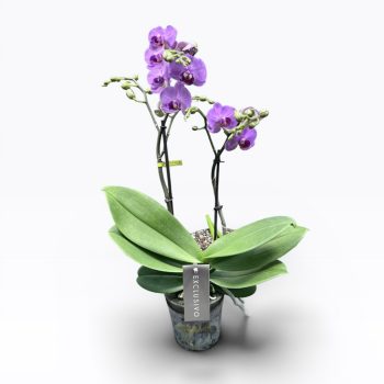 Phalaenopsis Exclusivo 'Shiva' - Lepkeorchidea
